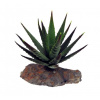Lucky Reptile Tiger Aloe 8 cm