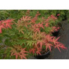 Acer palmatum 