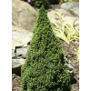 Smrek biely - Picea glauca ´Zuckerhut´- 10/15cm
