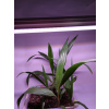 HIBRIGHT LED GROW trubica pre rast rastlín, 10W, 60 cm, plné spektrum slabo ružová