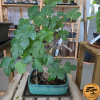 Figovník obyčajný Bonsaj, v okrasnom kvetináči | EXKLUZIVITA Ficus carica