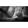 Obraz – Leopard Čiernobiely – AiArt 16:9