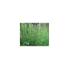 Bio Palina dračia - Artemisia dracunculus - predaj bio semien - 500 ks