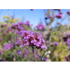Železník argentínsky - Verbena bonariensis (kontajner p11)