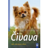 Čivava