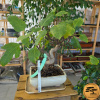 Figovník obyčajný Bonsaj, v okrasnom kvetináči | EXKLUZIVITA Ficus carica