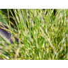 Ozdobnica čínska Little Tiger- Miscanthus sinensis Little Tiger (kontajner