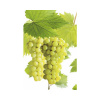 Vínna réva stolná BIO FloraSelf Bio Vitis vinifera 'Polo Muskat' kvetináč 3 l