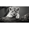 Obraz – Leopardie Mláďa Čiernobiely – AiArt 16:9