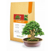 Symbivit Bonsai - mykorhíza pre bonsaje - Symbiom - 150 g
