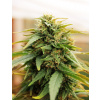 Doctor´s Choice Seeds Deepforest Super Auto 5 ks