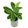 Kalatea Pasiasta (Calathea Zebrina) [L] (Kalatea Pasiasta (Calathea Zebrina) [L])
