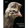 Epica 25