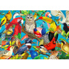 Enjoy - Puzzle Vtáky - 1000 dielov
