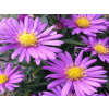 Hviezdnica krovitá Guliver - Aster dumosus Guliver