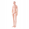 Anatomický realistický model 13KG 1750x440x230MM PVC