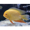 Aquascaperi Kančík červenooký zlatý -Heros / severum gold
