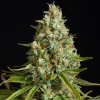 Silent Seeds Classic Cannabis Seeds Amnesia Lemon Feminized 3 pcs