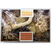 Terra Natura Sada dekorácií terárium