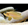 Aquascaperi Ostriežik šnečí zlatý - Lamprologus ocellatus gold