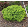 Picea abies LITTLE GEM - AKCIA