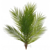 Areca palmulin umelý hodváb 60 cm zelená (Areca palmulin umelý hodváb 60 cm zelená)