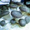 Hliva Black Pearl Oyster – substrát na pestovanie 3 kg