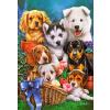 Castorland - Puppies (1000 dielikov)