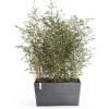 Ecopots Kvetináč Paris (sivý) - D 60 x H 26 x V 40 cm (46,7 l)