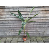 Musa acuminata (Banánovník) ‘FLORIDA VARIEGATA’ - kont. C10L , výška 170-180cm