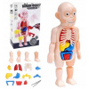 TELO ČLOVEKA ĽUDSKÉ ORGÁNY ANATOMICKÝ MODEL ZABAWKA EDUKACYJNA PANÁČIK
