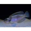 Aquascaperi Ostriežik šnečí modrý - Lamprologus ocellatus blue