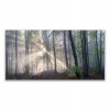 Foto -Wall Wall akryl 140x70 Forest Natura Tree (Foto -Wall Wall akryl 140x70 Forest Natura Tree)