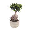 Figovník maloplodý FloraSelf Ficus microcarpa Ginseng cca 30 cm kvetináč Ø 17 cm s keramickým obalom Forest