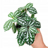 Pilea cadierei CADIERA- rýchlo rastúca LITTLE (Pilea cadierei CADIERA- rýchlo rastúca LITTLE)