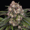 Barney´s Farm - OG Kush Auto 3 ks - Semienka neobsahujú THC