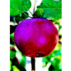 Jabloň malinová, sadenica s holým koreňom, 120-140 cm (OBERLAND RASPBERRY APPLE TREE stará odroda)