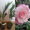 Pink Oleander Full Rosario (Pink Oleander Full Rosario)