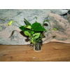 Anubias barteri var. nana