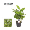Kávovník arabský FloraSelf Coffea arabica výška cca 20 cm kvetináč Ø 7 cm