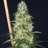 House Of The Great Gardener - Island Sweet Barb 6 ks - Semená neobsahujú THC