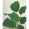 Anubias barteri