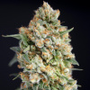 House Of The Great Gardener - Sticky Barb 6 ks - Semená neobsahujú THC