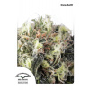 Dutch Passion SnowBud Balenie: 5