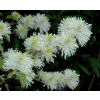 Fothergilla Major - Fotergilla Fire Ker !!! (Fothergilla Major - Fotergilla Fire Ker !!!)