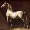 GRAFIKA Čtvercové puzzle Cheval Arabe Gris-Blanc 1000 dílků