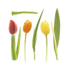 Nálepka na stenu Tulipány, červeno-žltá
