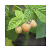 Malina žltá jesenná BIO Hof:Obst Rubus idaeus 'Autumn Sun' 30-40 cm kvetináč 3,4 l