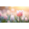 Obraz – Tulipány Príroda – AiArt 16:9