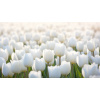 Obraz – Tulipány I Príroda – AiArt 16:9